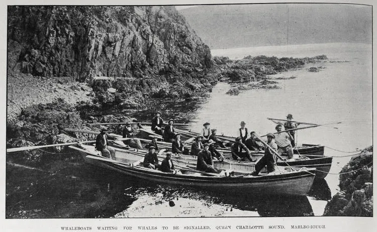 WHALEBOATS WAITING FOR WHALES TO BE SIGNALLED, QUEEN CHARLOTTE SOUNT, MARLBOROUGH