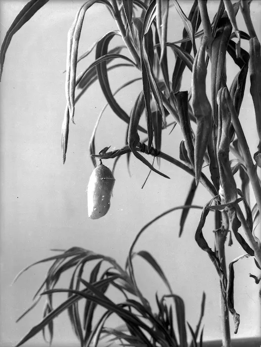 Monarch butterfly chrysalis