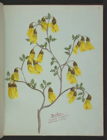 Image: Burton, Clelia, 1878-1952 :Kowhai. Sophora tetraptera. [Mountain variety. 1890s?]