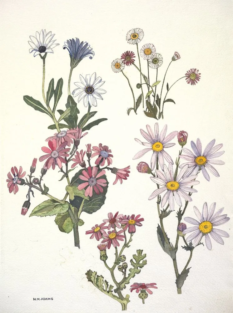 Watercolour illustration of the daisy (Compositae) family flowers, Plate 14 from 'Wild Flowers in New Zealand'