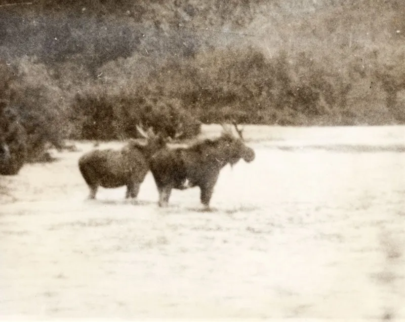 Fiordland or Te Rua-o-Te-Moko: Hunting, Shooting & Fishing - Moose on the Loose