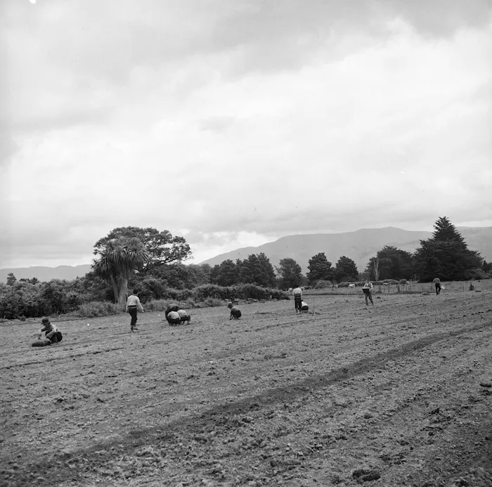 Japanese prisoners of war working at the state market gardens, near Featherston
