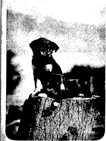 Image: PUPPIES. (Otago Witness, 20 December 1905)