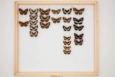 Neptis sappho intermedia