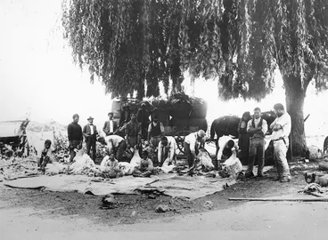 Image: Creator unknown : Photograph of a Maori shearing gang, Bay of Islands
