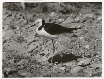 Image: Stilt, Pied or White-Headed (Himantopus leucocephalus). Maori name Poaka.
