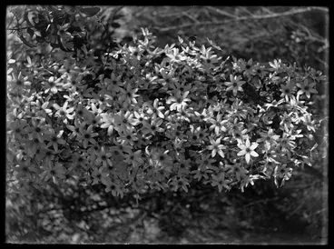 Image: Nature Studies - 1929