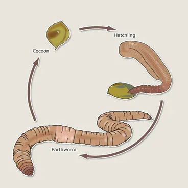 Image: Earthworm life cycle