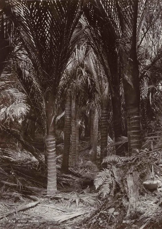 Nikau Palms (82)