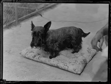 Image: Scottish terrier dog