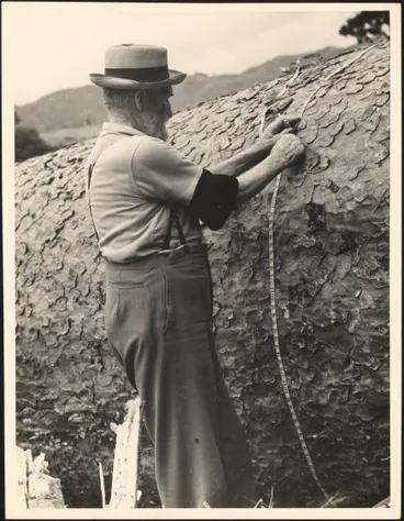 Image: Measuring a felled kauri tree