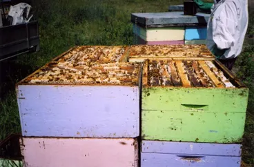 Image: Beehives