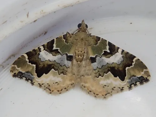 Asaphodes obarata