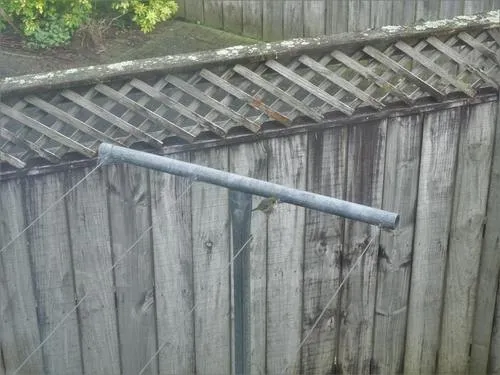 Silvereye (ssp. lateralis)