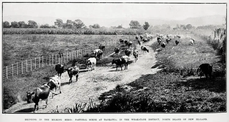 Bringing in the milking herd: pastoral scene at Taneatua, in the Whakatane district, North Island of New Zealand