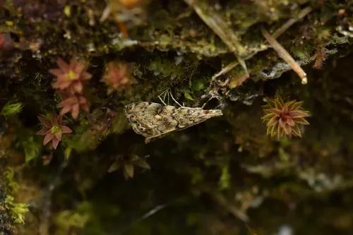 Glaucocharis parorma
