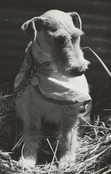 Image: Epsom Kennels