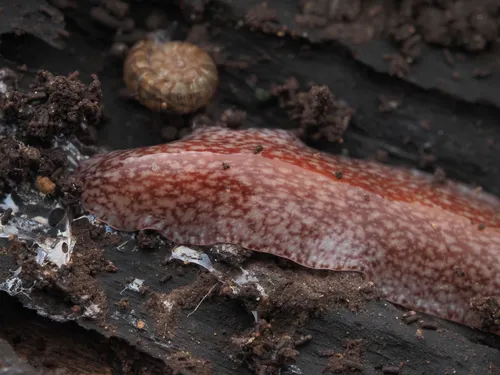 Australopacifica spectabilis
