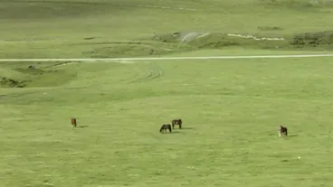 Image: Kaimanawa horses