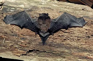 Image: Long-tailed bat