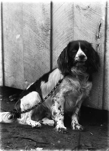 Image: Curly the dog