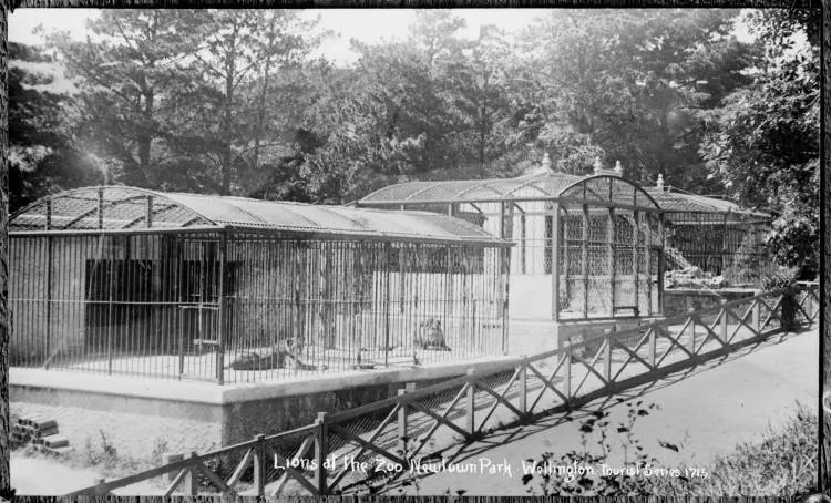 Lions in their cages at the zoo, Newtown Park, Wellington