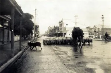 Image: Sheep being driven down Queen Street