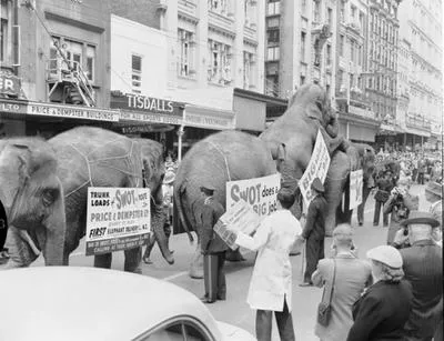 [Elephants in procession, Queen Street]
