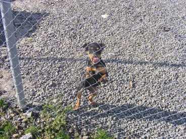 Image: The animals need you.