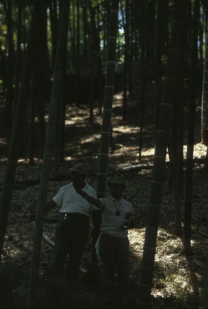 Japan Series: Movie Industries