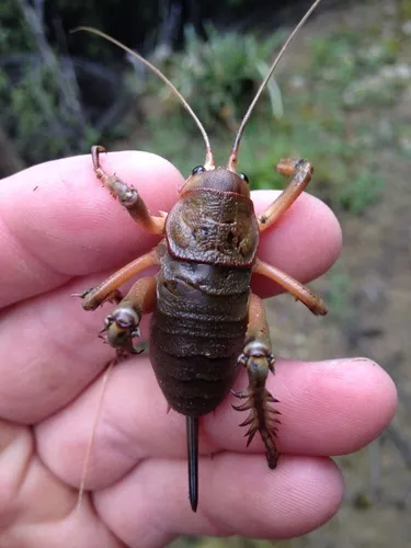 Giant Wētā