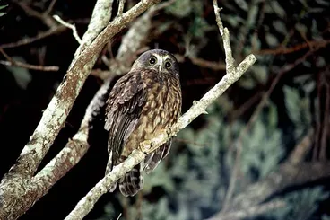 Image: Morepork