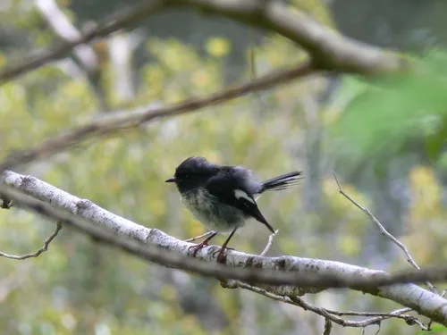 South Island Tomtit