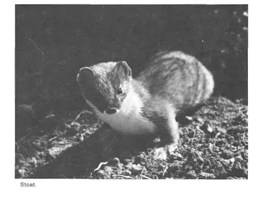 Image: Stoat