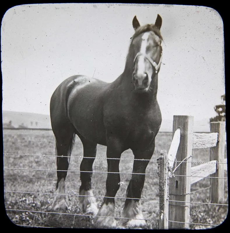 Clydesdale horse at Elderslie Estate.