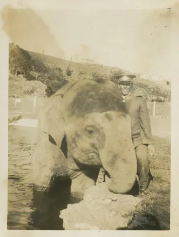Image: Elephant at Auckland Zoo