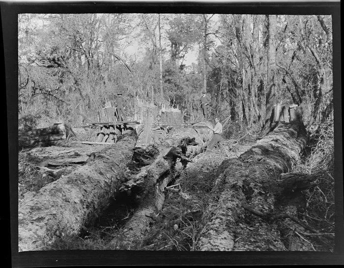 Tree felling, (L to R) Edgar and Owen Williams and two unidentified men behind having cut down several large trees, Kakahi District, Manawatu-Whanganui Region