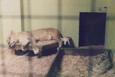 Image: Lion and cubs at Orana Wildlife Park
