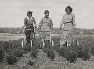 Image: Young Maori women tending forestry seedlings