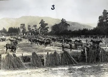 Horse lines at remount depot, Upper Hutt : digital image