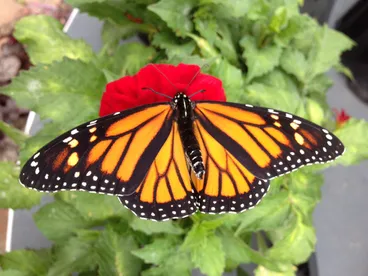 Monarch Image: Monarch