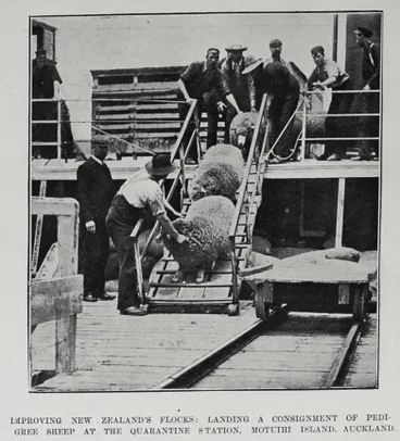 Image: IMPROVING NEW ZEALAND'S FLOCKS: LANDING A CONSIGNMENT OF PEDIGREE SHEEP AT THE QUARANTINE STATION, MOTUIHI ISLAND, AUCKLAND