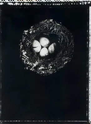 Korimako, Anthornis melanura melanura, Bellbird's nest with four eggs, AV4423, Dunedin, 1990s, Otago Museum