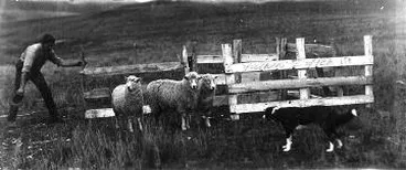 Image: Donald Sutherland dog trialling : digital image