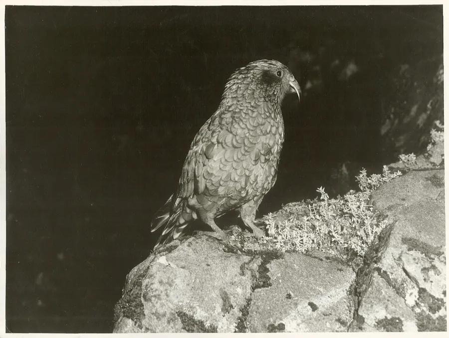 Kea (Nestor notabilis)
