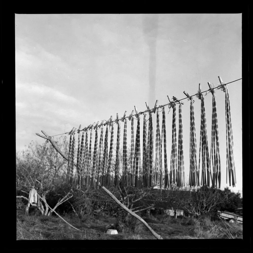 Strands of fibre pegged on a line