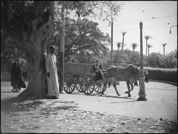 An ox cart travelling along a street in Cairo, Egypt - Photograph taken by George Kaye