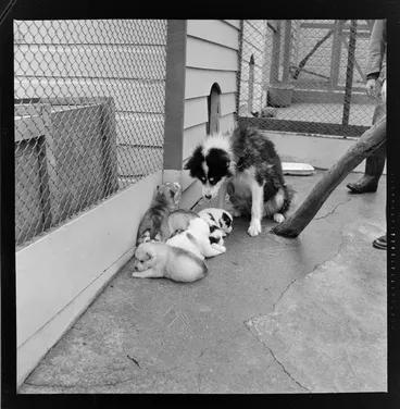 Image: Husky with pups at Wellington Zoo