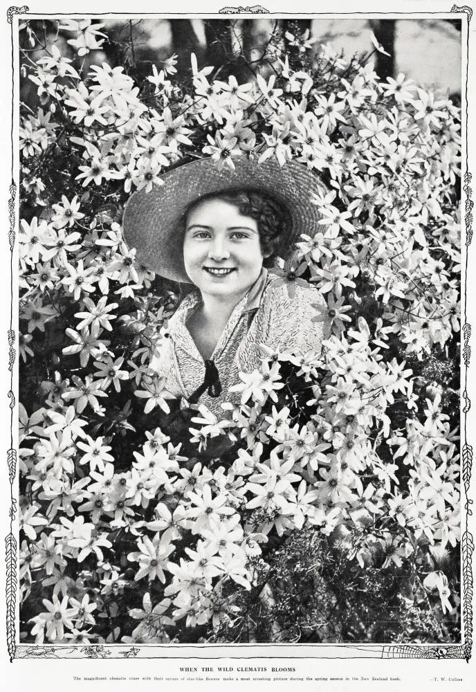 When the wild clematis blooms