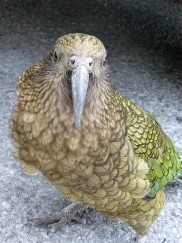 Image: Kea
